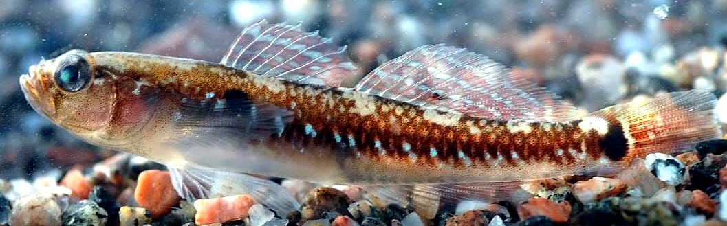 Gobiusculus flavescens_07